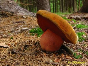 Klikni pro velký obrázek