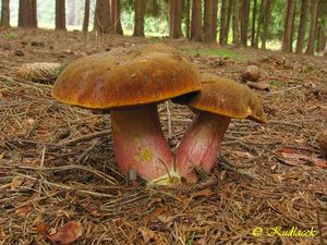 Klikni pro velký obrázek