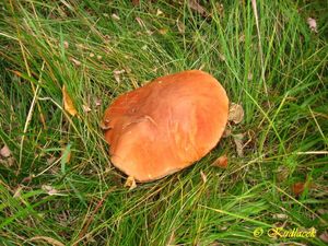 Klikni pro velký obrázek