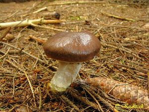 Klikni pro velký obrázek