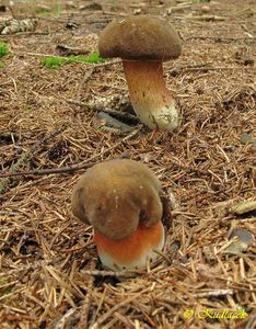 Klikni pro velký obrázek