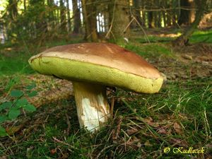 Klikni pro velký obrázek