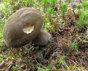 Klikni pro velký obrázek