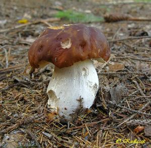 Klikni pro velký obrázek