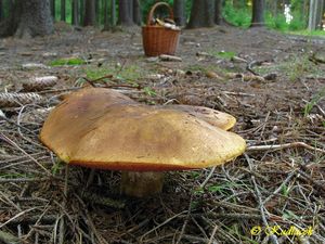 Klikni pro velký obrázek