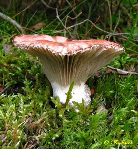 Klikni pro velký obrázek