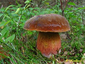 Klikni pro velký obrázek