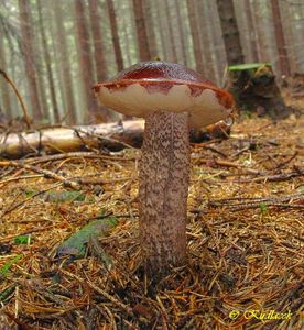 Klikni pro velký obrázek