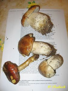 Klikni pro velký obrázek