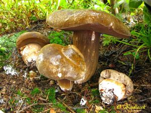 Klikni pro velký obrázek