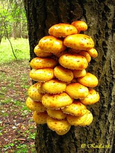 Klikni pro velký obrázek