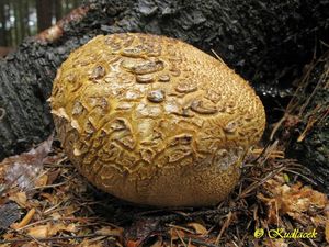 Klikni pro velký obrázek