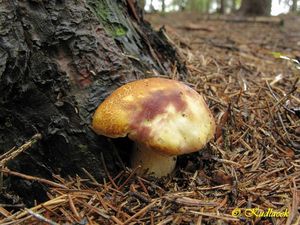 Klikni pro velký obrázek