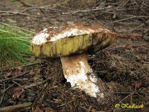 Klikni pro velký obrázek