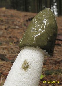 Klikni pro velký obrázek