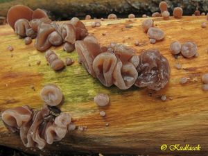 Klikni pro velký obrázek