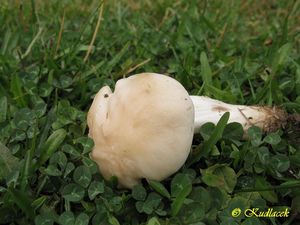 Klikni pro velký obrázek