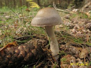 Klikni pro velký obrázek