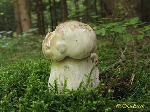 Klikni pro velký obrázek