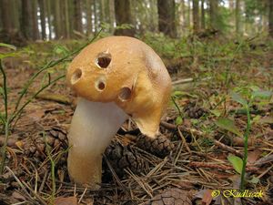 Klikni pro velký obrázek