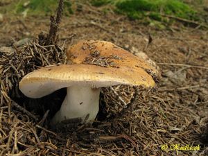 Klikni pro velký obrázek