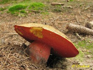 Klikni pro velký obrázek