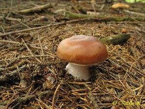 Klikni pro velký obrázek