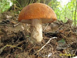 Klikni pro velký obrázek