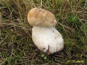 Klikni pro velký obrázek