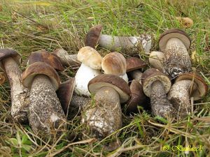 Klikni pro velký obrázek