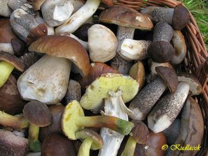 Klikni pro velký obrázek