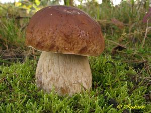 Klikni pro velký obrázek