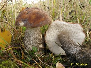 Klikni pro velký obrázek