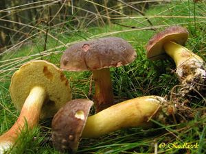 Klikni pro velký obrázek