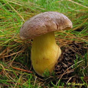 Klikni pro velký obrázek