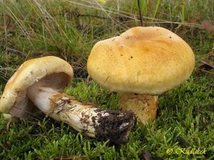 Klikni pro velký obrázek