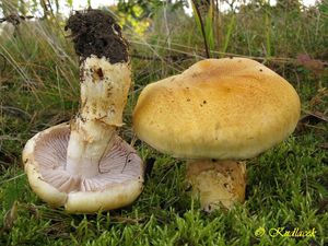 Klikni pro velký obrázek