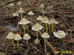 Klikni pro velký obrázek