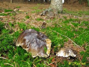 Klikni pro velký obrázek