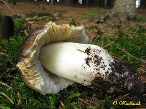 Klikni pro velký obrázek