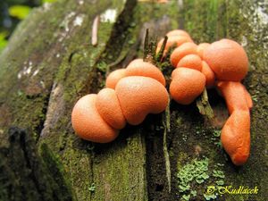 Klikni pro velký obrázek