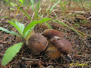 Klikni pro velký obrázek