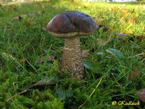 Klikni pro velký obrázek