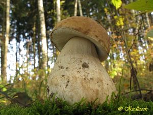 Klikni pro velký obrázek