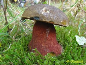 Klikni pro velký obrázek