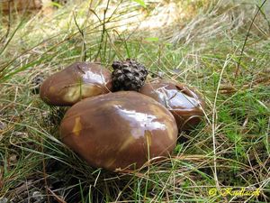 Klikni pro velký obrázek