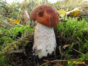 Klikni pro velký obrázek