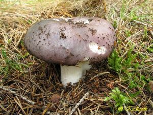 Klikni pro velký obrázek