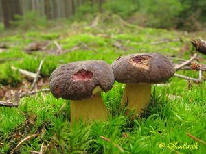 Klikni pro velký obrázek