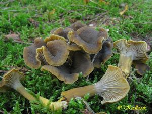 Klikni pro velký obrázek